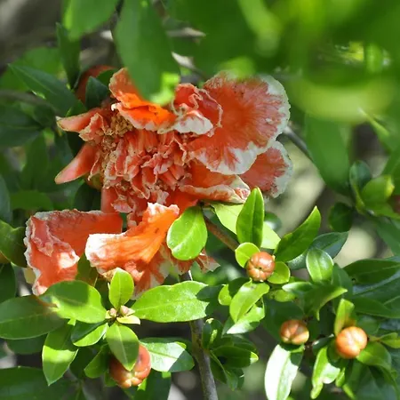 Casa Soresina Bed & Breakfast