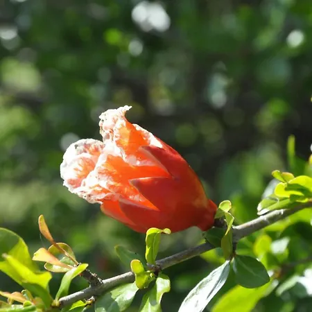 Casa Soresina 3* Offagna