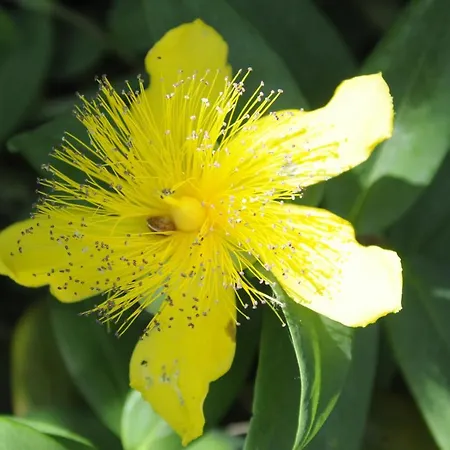 Bed & Breakfast Casa Soresina